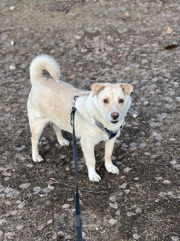 Собаки в Москве: Белый коротколапик Тако в добрые руки Мальчик, 1 руб. - фото 5