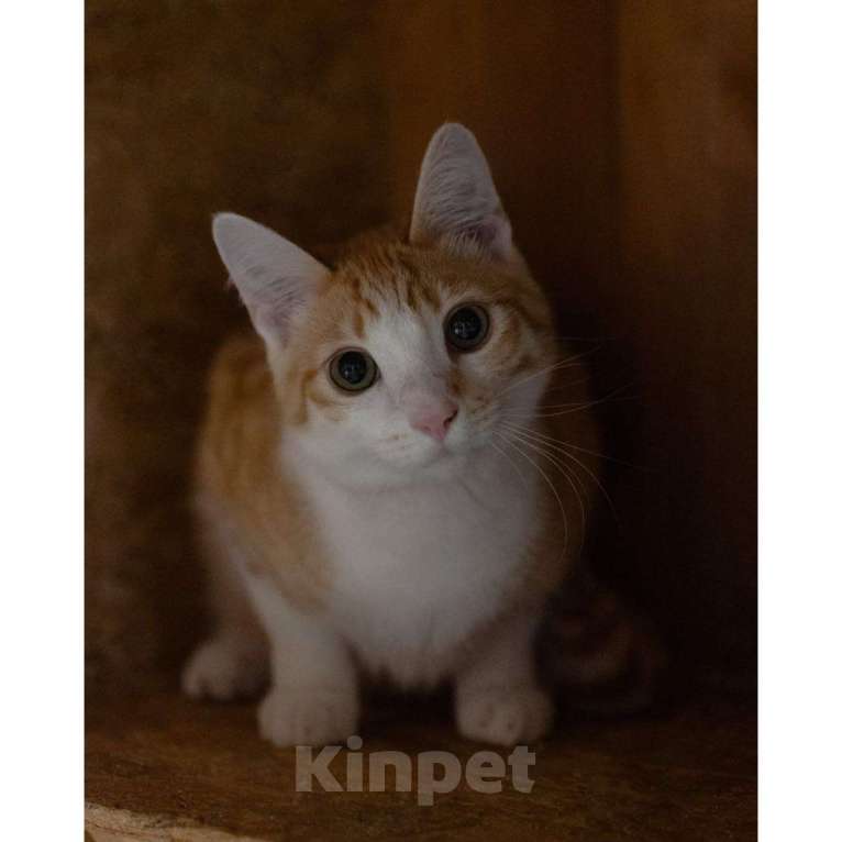 Кошки в Москве: Котенок в добрые руки Мальчик, Бесплатно - фото 1