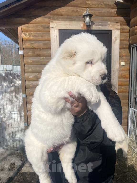 Собаки в Рязани: Наш питомник предлагает к продаже щенят среднеазиатской овчарки от титулованных родителей . Девочка, 50 000 руб. - фото 4