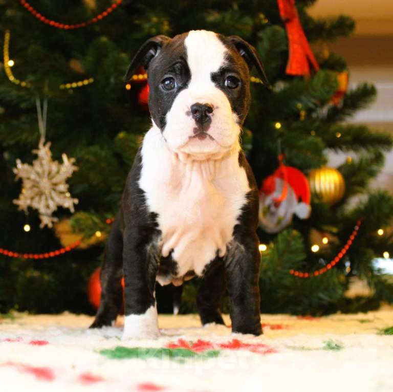 Собаки в других городах Московской области: Девочка американского стаффордширского терьера Девочка, 60 000 руб. - фото 4