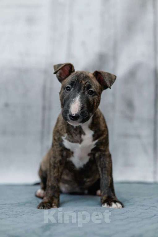 Собаки в Москве: Бультерьер стандартный, щенок Девочка, Бесплатно - фото 3