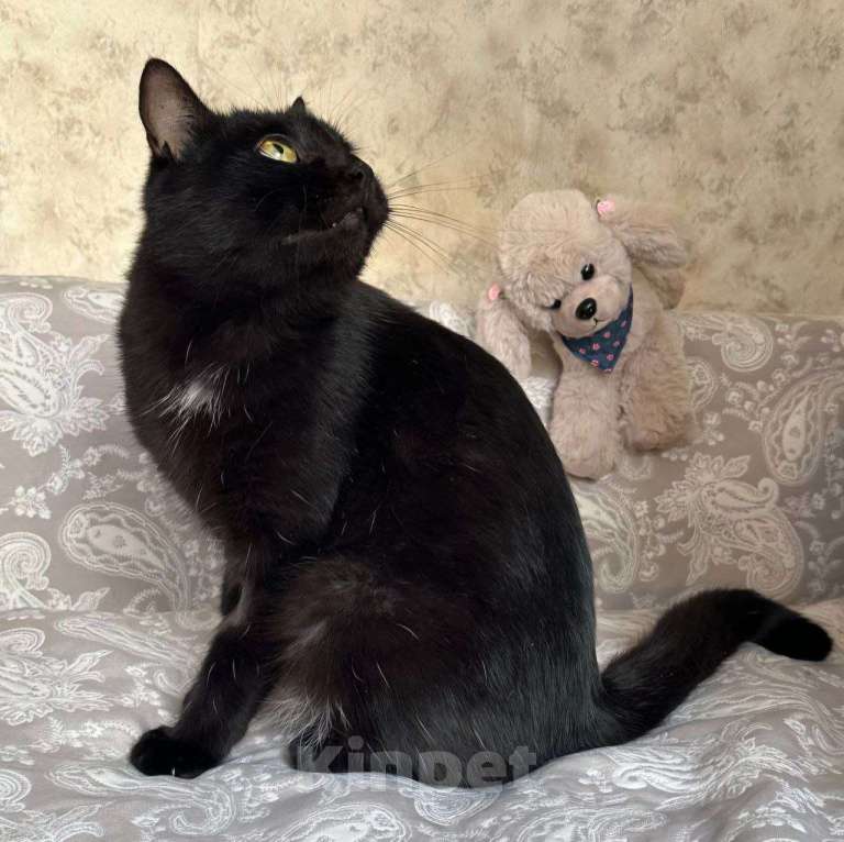 Кошки в Москве: Ласковый черный котик срочно ищет дом!  Мальчик, Бесплатно - фото 2