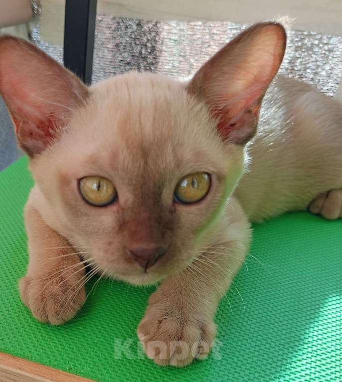 Кошки в Санкт-Петербурге: Бурманский котенок Ромео Мальчик, 40 000 руб. - фото 3