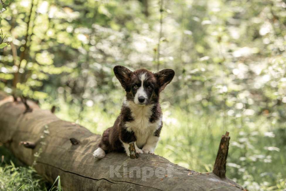 Собаки в Москве: Щенок корги Девочка, 50 000 руб. - фото 3