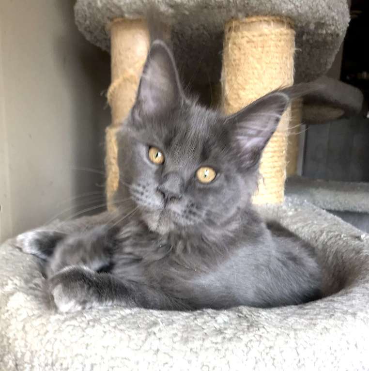 Кошки в Отрадном: Котята мейн-кун Разнополые, 30 000 руб. - фото 4