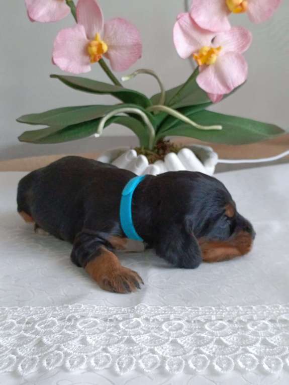 Собаки в Москве: Русский охотничий спаниель мальчик Мальчик, 50 000 руб. - фото 1