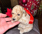 Собаки в Кисловодске: Продаются щенки Карликового пуделя Разнополые, 50 000 руб. - фото 10