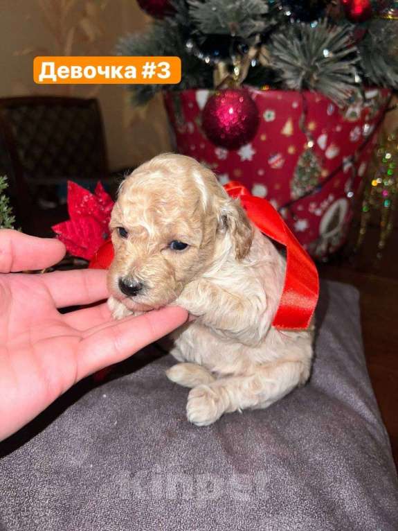 Собаки в Кисловодске: Продаются щенки Карликового пуделя Разнополые, 50 000 руб. - фото 10