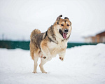 Собаки в Москве: Тобби Мальчик, Бесплатно - фото 6