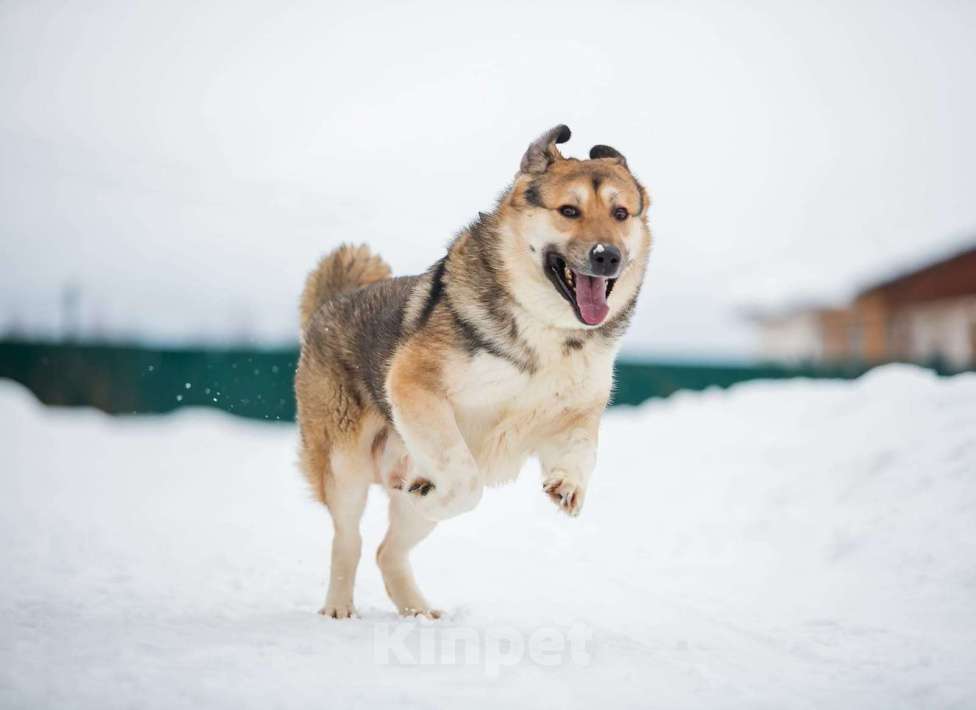 Собаки в Москве: Тобби Мальчик, Бесплатно - фото 6