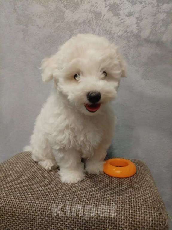 Собаки в Мытищах: Мальчик 1 Мальчик, 55 000 руб. - фото 1