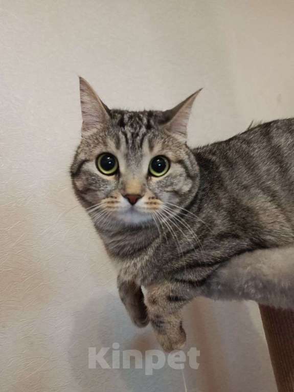 Кошки в Новосибирске: Срочно отдам кота в добрые руки Мальчик, Бесплатно - фото 3