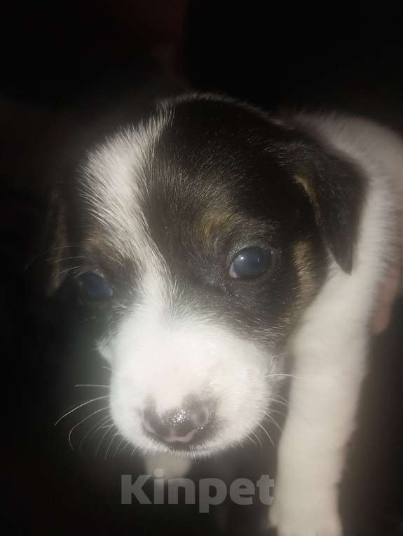 Собаки в других городах Красноярского края: Щенок мальчик Мальчик, 15 000 руб. - фото 4