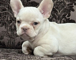 Собаки в Москве: Французский бульдог девочка Девочка, 45 000 руб. - фото 4