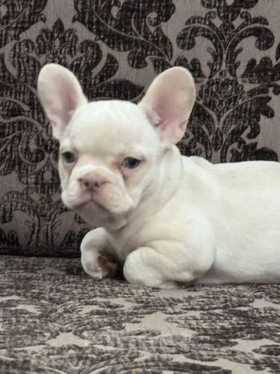 Собаки в Москве: Французский бульдог девочка Девочка, 45 000 руб. - фото 4