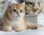 Кошки в Владивостоке: Британский котенок Heat Мальчик, 150 000 руб. - фото 2
