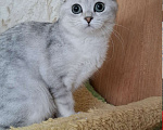 Кошки в Москве: Скоттиш фолд кошечка Ника Девочка, 55 000 руб. - фото 4