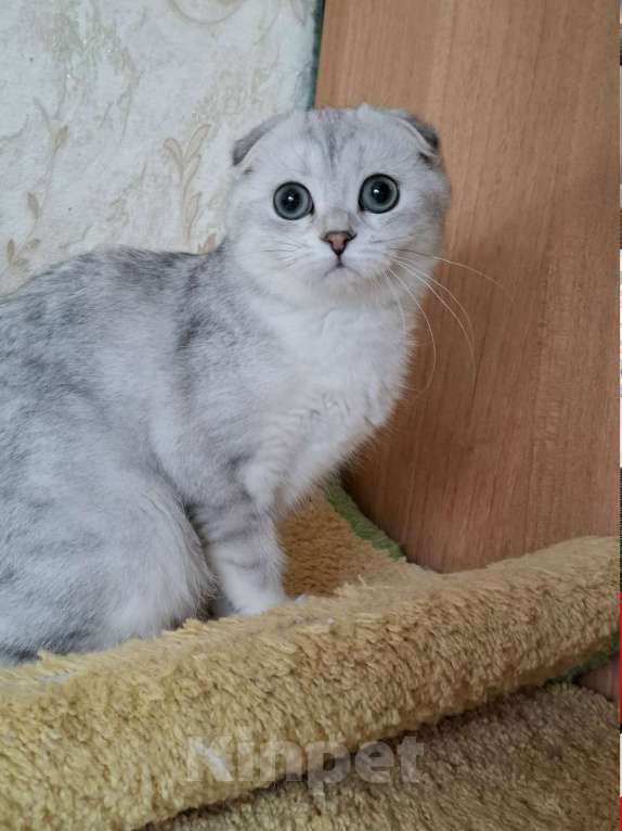 Кошки в Москве: Скоттиш фолд кошечка Ника Девочка, 55 000 руб. - фото 4