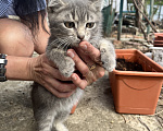 Кошки в Минеральном Воде: Майк младший в добрые руки Мальчик, Бесплатно - фото 1
