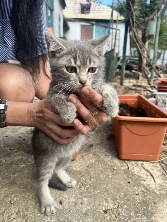 Кошки в Минеральном Воде: Майк младший в добрые руки Мальчик, Бесплатно - фото 1
