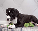 Собаки в Москве: Щенок амстаффа в семью Девочка, 90 000 руб. - фото 1