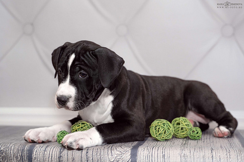 Щенок амстаффа в семью