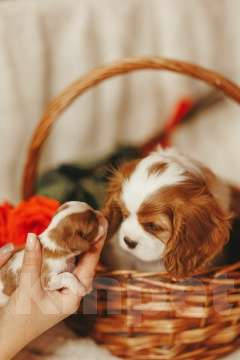 Собаки в Санкт-Петербурге: Кавалер Кинг Чарльз Спаниель Девочка, Бесплатно - фото 1