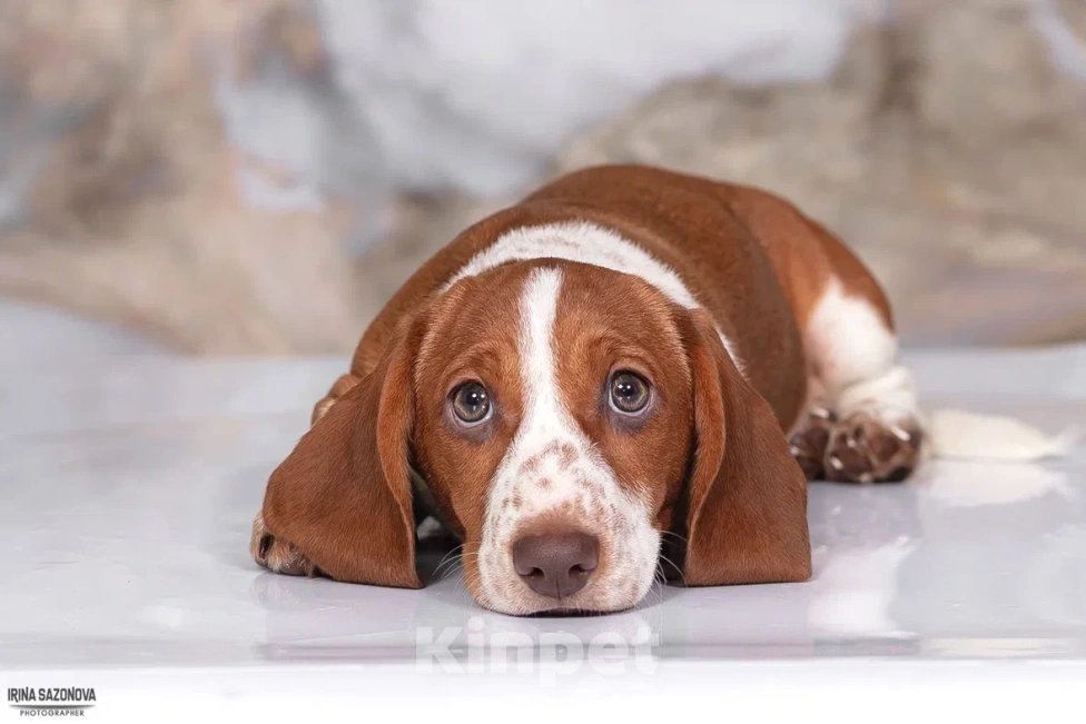 Собаки в Москве: Такса эксклюзивного окраса Пайболд  Девочка, 50 000 руб. - фото 2