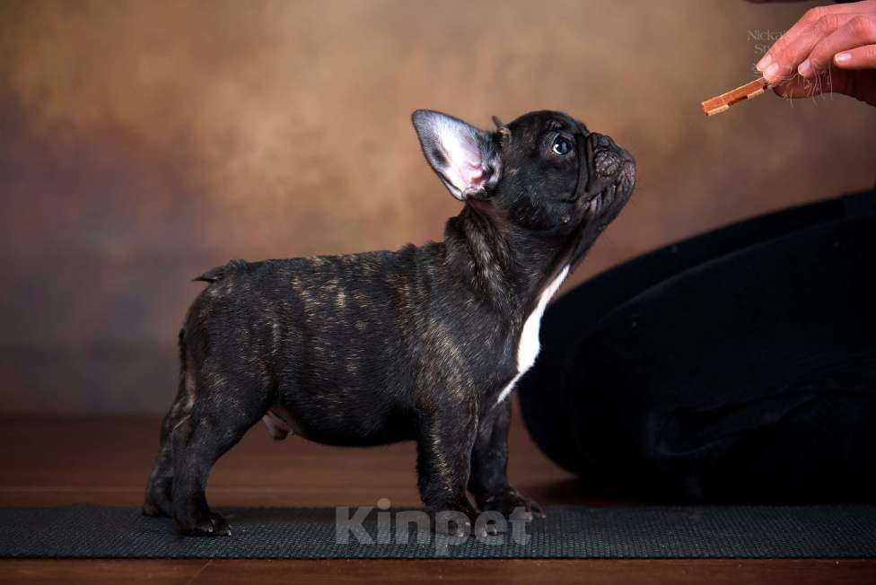 Собаки в Ростове-на-Дону: Готовы к переезду щенки французкого бульдога. Мальчик, 50 000 руб. - фото 2