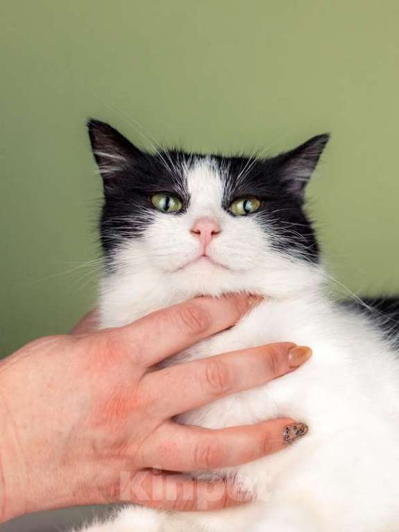 Кошки в Москве: Очаровательная ласкуша Рыбка в добрые руки Девочка, Бесплатно - фото 2