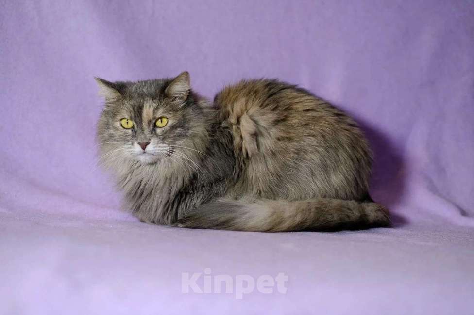 Кошки в Москве: Пушистая красавица ищет дом Девочка, Бесплатно - фото 3