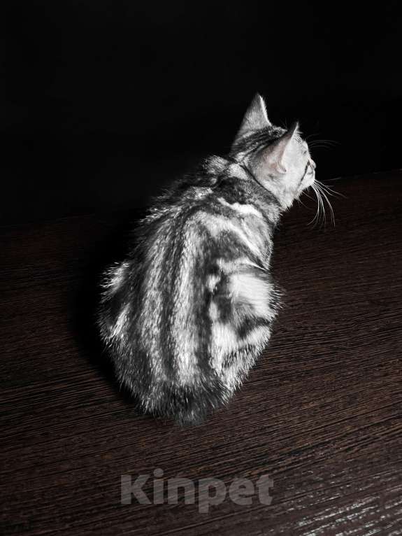 Кошки в Москве: Котята курильского бобтейла короткошерстные  Мальчик, Бесплатно - фото 5