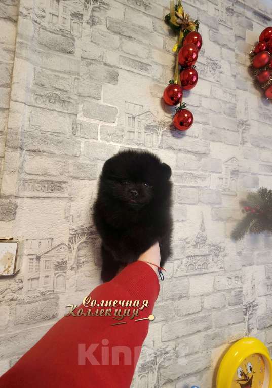 Собаки в Москве: Шпиц померанский редкого чёрного окраса девочка из племенного питомника Девочка, Бесплатно - фото 2