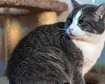 Кошки в Санкт-Петербурге: Серьезный кот ищет дом Мальчик, Бесплатно - фото 4
