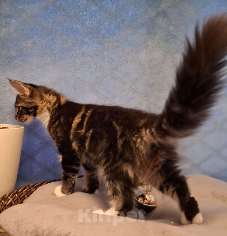 Кошки в Санкт-Петербурге: Котенок мейн кун девочка Девочка, 40 руб. - фото 4