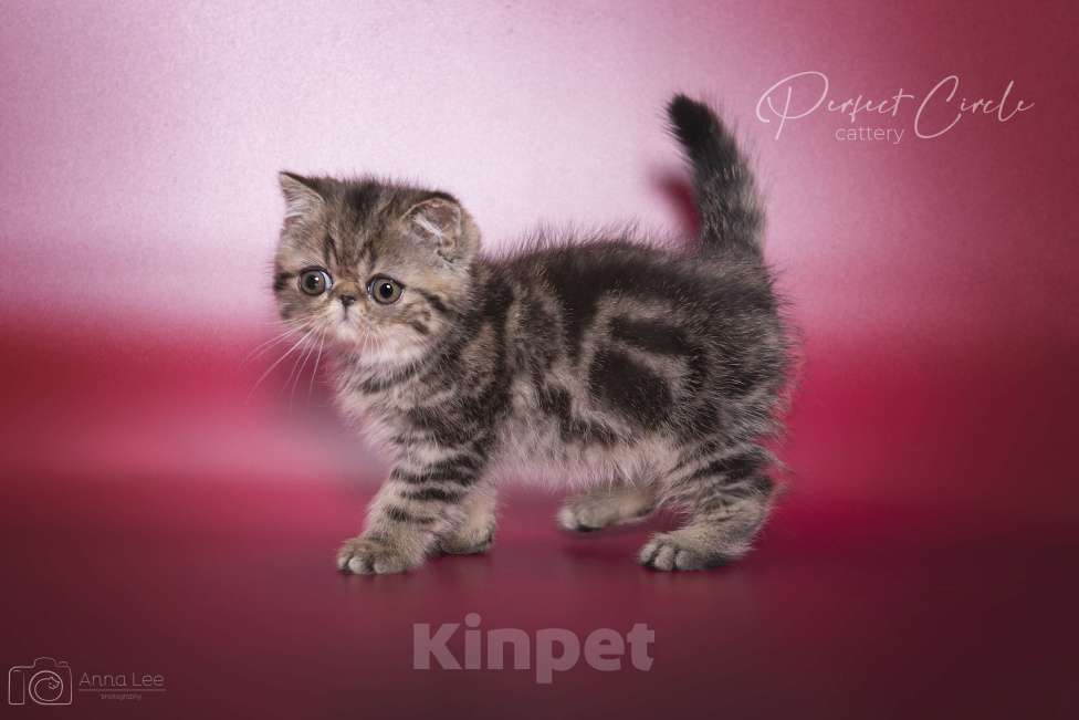 Кошки в Санкт-Петербурге: Экзотический котик Мальчик, 40 000 руб. - фото 4