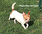 Собаки в Санкт-Петербурге: Милейший чихуахуа белый с рыжими пятнами Мальчик, 25 000 руб. - фото 1