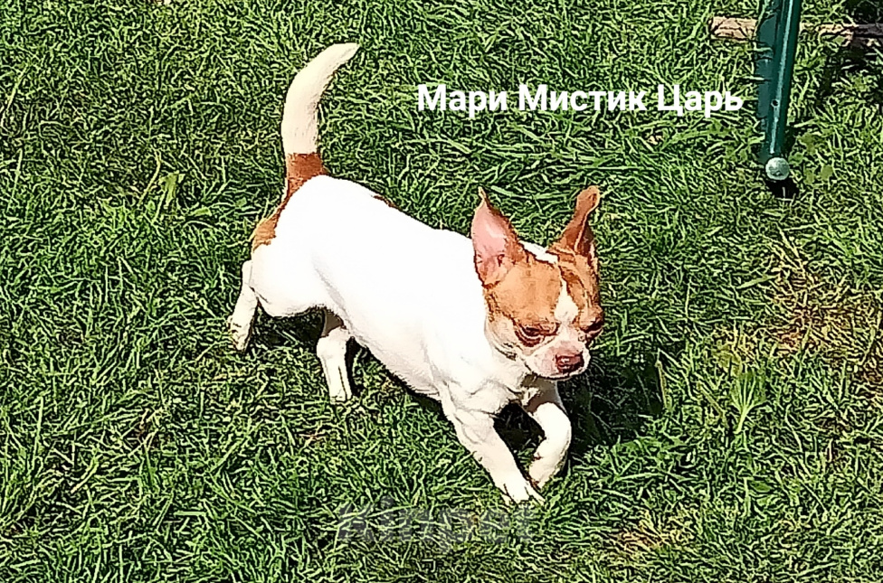 Собаки в Санкт-Петербурге: Милейший чихуахуа белый с рыжими пятнами Мальчик, 25 000 руб. - фото 1