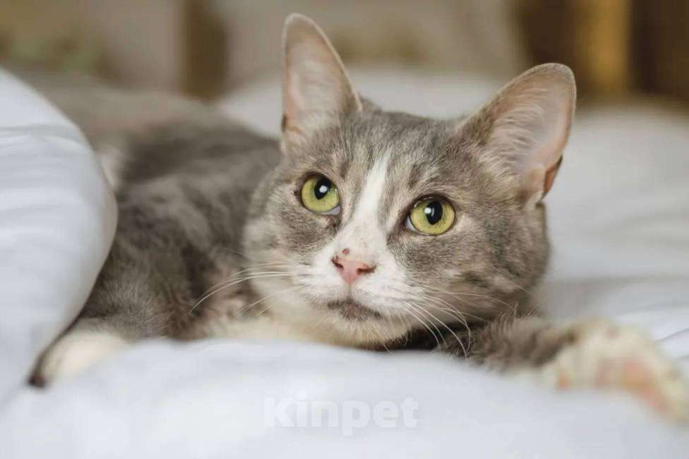 Кошки в Москве: Уже 10 месяцев ждет семью Девочка, Бесплатно - фото 2