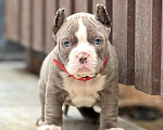 Собаки в других городах Московской области: Американский. Булли девочки Девочка, 130 000 руб. - фото 2