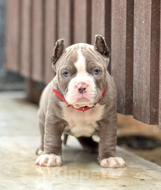 Собаки в других городах Московской области: Американский. Булли девочки Девочка, 130 000 руб. - фото 2