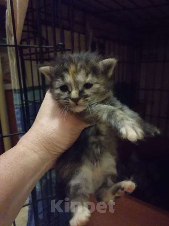 Кошки в Калуге: Курильские бобтейлы Мальчик, 50 000 руб. - фото 6