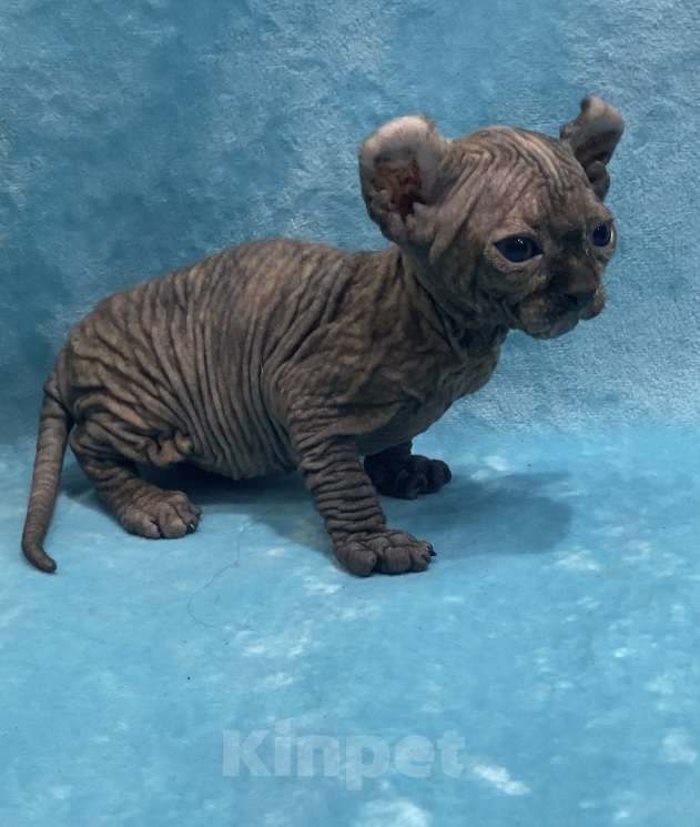 Кошки в Нижнем Новгороде: Котята породы эльф Девочка, 35 000 руб. - фото 4