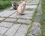 Кошки в Мур: Котята в добрые руки  Мальчик, Бесплатно - фото 3