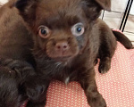 Собаки в Самаре: Чихуахуа шоколадные щенки Мальчик, 45 000 руб. - фото 4