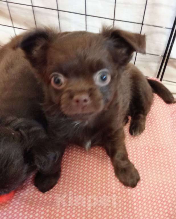 Собаки в Самаре: Чихуахуа шоколадные щенки Мальчик, 45 000 руб. - фото 4