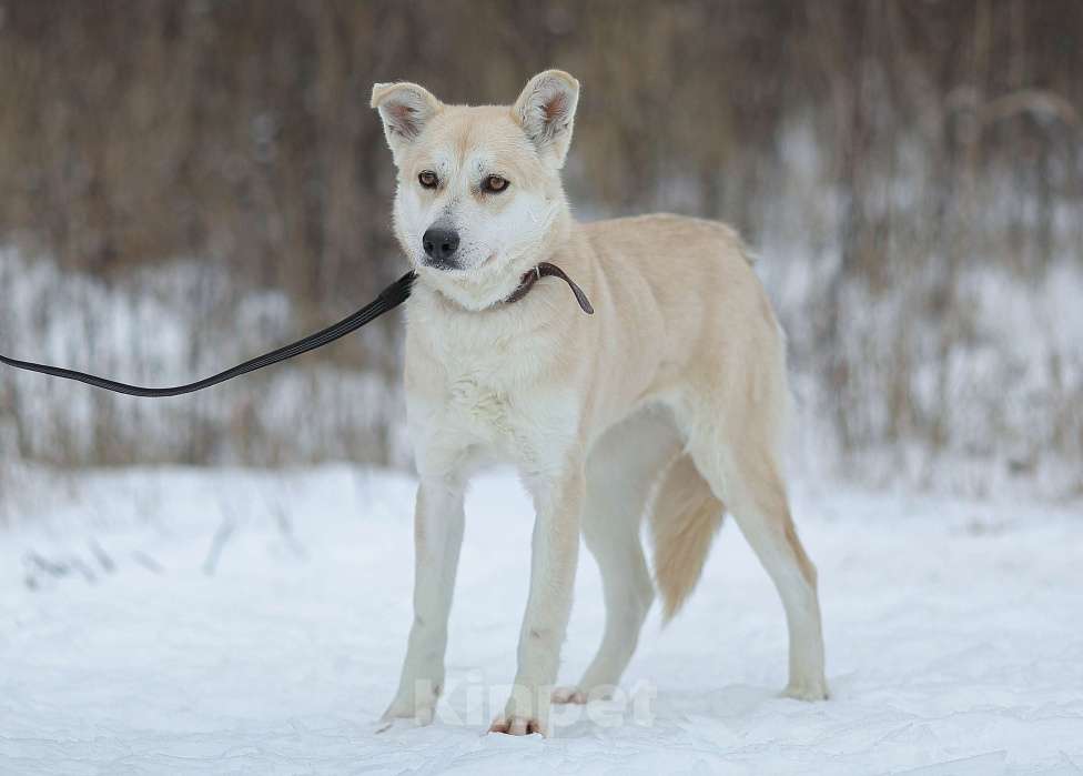 Собаки в Москве: Бася. Вторых таких глаз нет Мальчик, 1 руб. - фото 4
