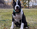 Собаки в Москве: Яркая девочка амстаффа  Девочка, 60 000 руб. - фото 1