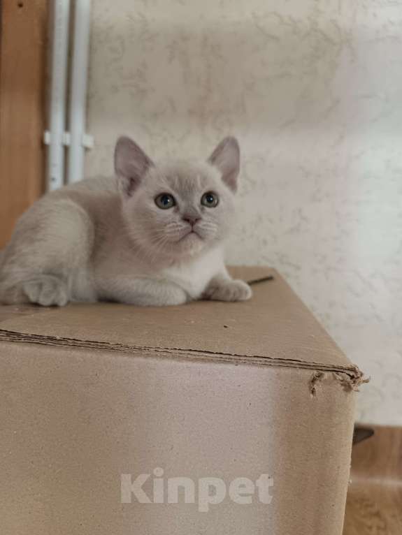 Кошки в других городах Владимирской области: Девочка бурма Девочка, 40 000 руб. - фото 1