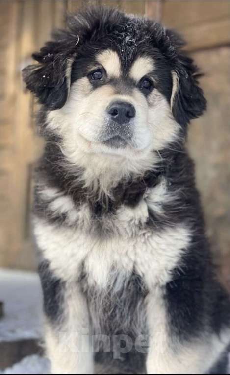 Собаки в Екатеринбурге: Бурятская собака Хотошо щенки Мальчик, 60 000 руб. - фото 2